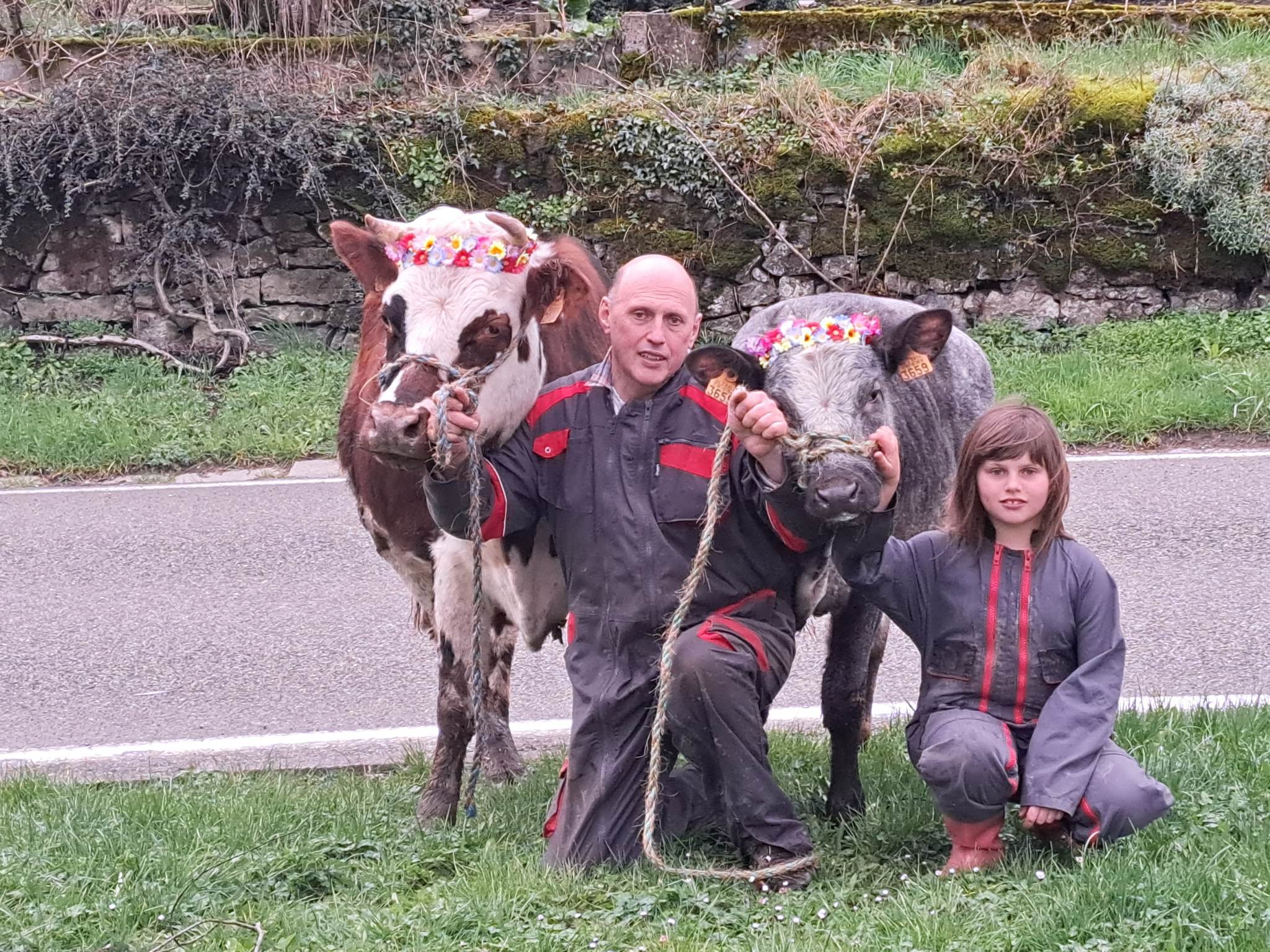 veau et vache de l'élevage de la petite suisse Lompret