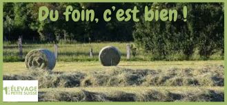 du foin, du pur bonheur, du bon pour les veaux et vaches de la Petite Suisse à Lompret