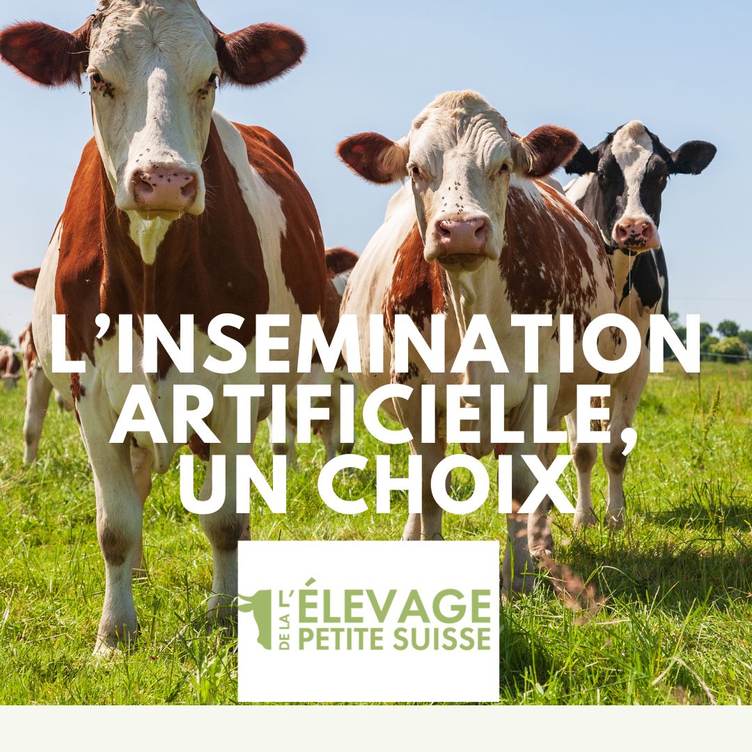 Insemination artificielle à l'elevage de la petite suisse