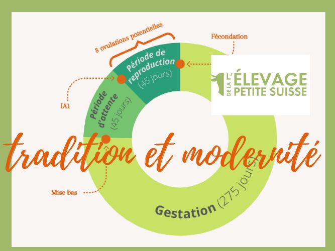 des petits veaux, stratégie entre tradition et modernité